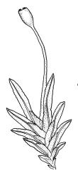 Fissidens  tenellus var. australiensis, habit with capsule. Drawn from J.E. Beever 07-86, AK 244293.
 Image: R.C. Wagstaff © Landcare Research 2014 